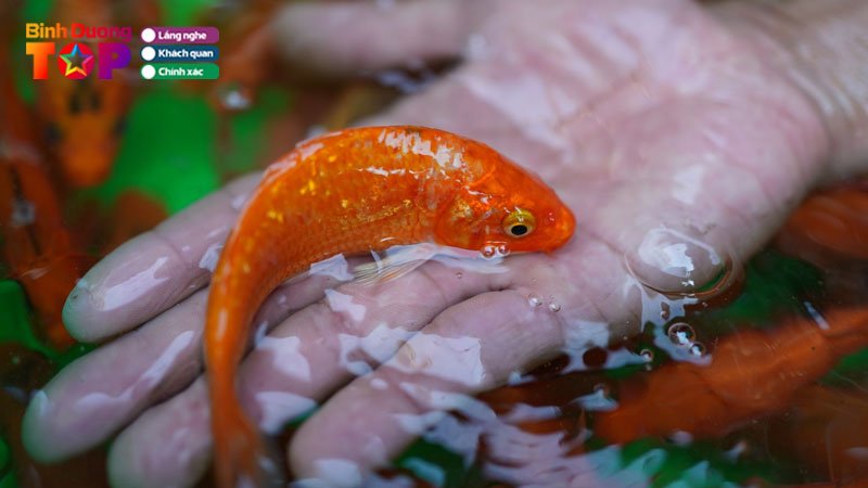 top-5-dia-chi-ban-ca-giong-tai-binh-duong-dat-chuan-nhat-binhduongtoplist
