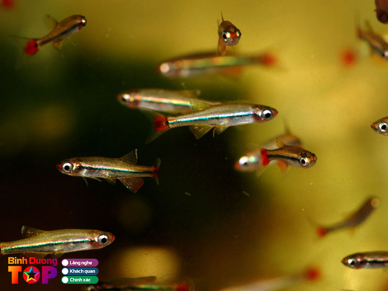 Aqua-binh-duong-2-binhduongtoplist