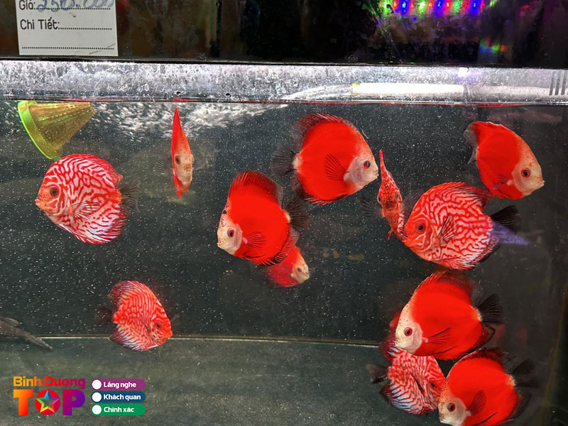 Ca-canh-nam-nghia-binhduongtoplist