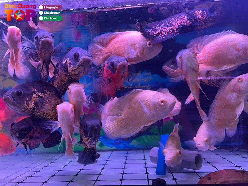 Ca-canh-thao-huong-binhduongtoplist