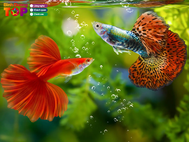 Ca-canh-thien-vy-binhduongtoplist