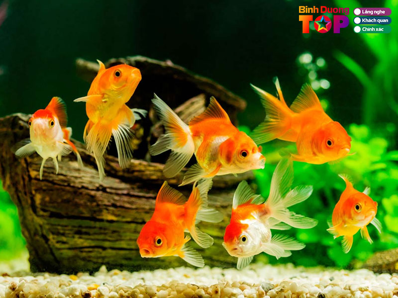 Ca-canh-truong-tuan-binhduongtoplist