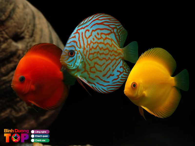 Ca-canh-xi-po-binhduongtoplist