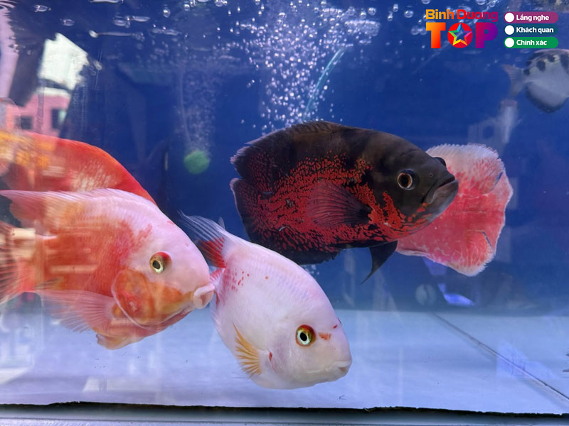 Ca-kieng-hong-long-binhduongtoplist