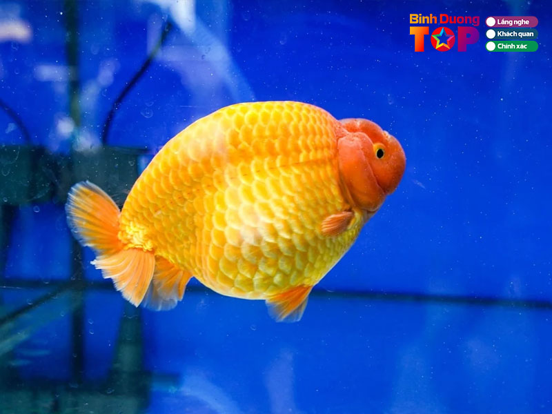 Ca-kieng-phong-thuy-binhduongtoplist