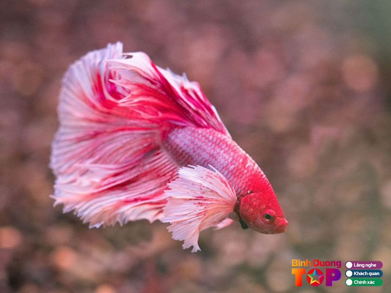 Cua-hang-thuy-sinh-coaaquatics-binhduongtoplist