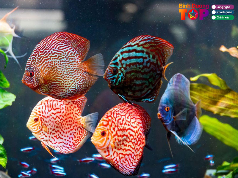 Thuy-sinh-24-binhduongtoplist