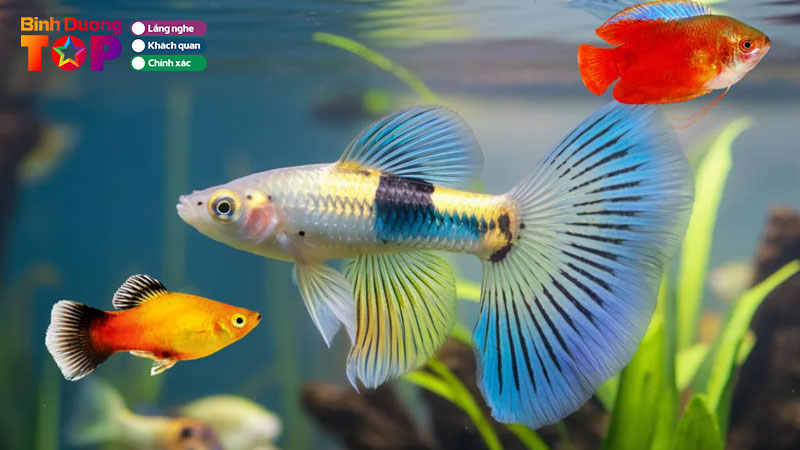 Top-10-cua-hang-ban-ca-canh-o-binh-duong-dep-nhieu-loai-ca-binhduongtoplist