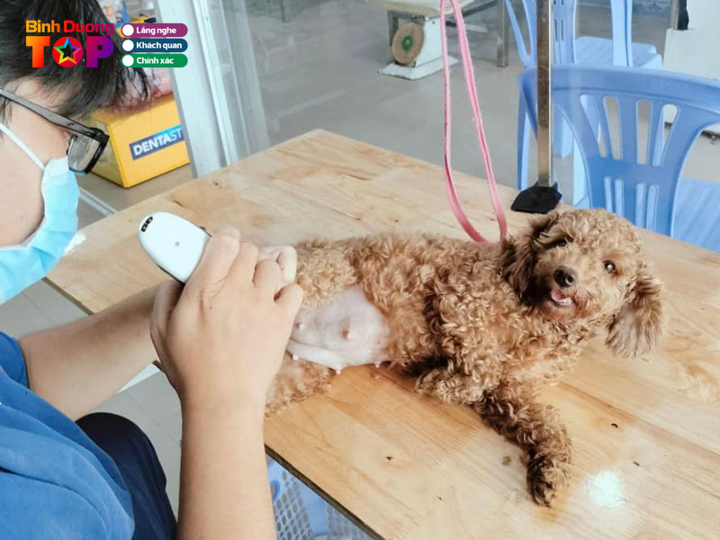 Phong-kham-thu-y-lucky-pet-binhduongtoplist