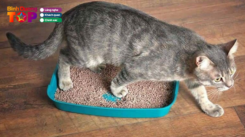Top-5-cua-hang-ban-cat-meo-tai-binh-duong-du-loai-gia-re-binhduongtoplist