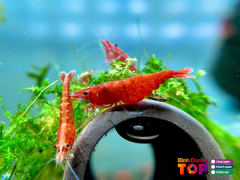 Aqua-binh-duong-binhduongtoplist