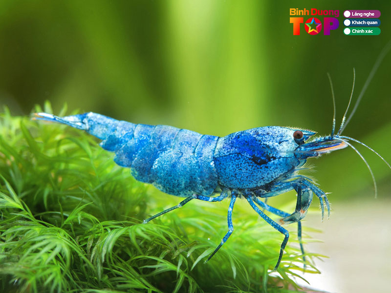 Ca-canh-thuy-sinh-24-binhduongtoplist