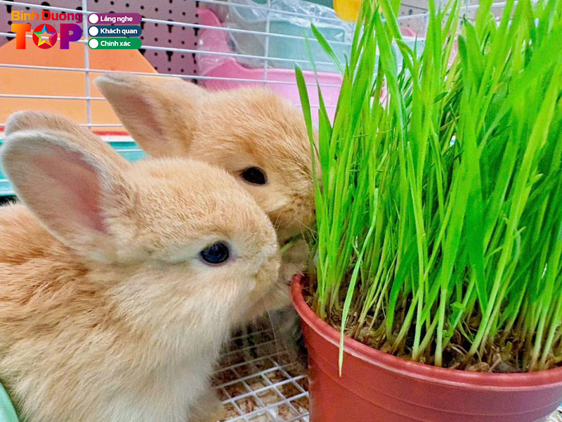 Hang-gau-u-binhduongtoplist