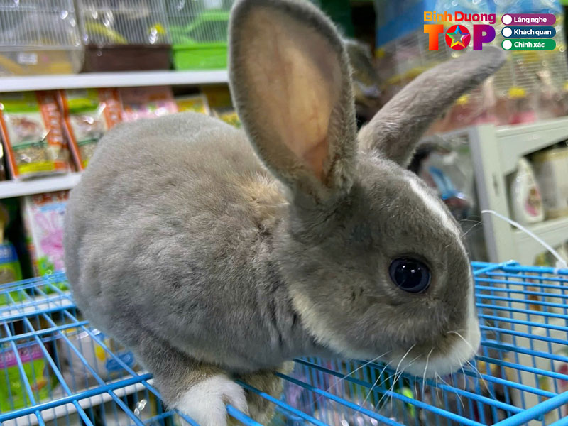 Tl-pet-shop-binhduongtoplist