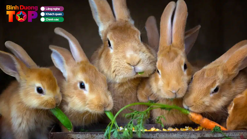 Top-4-shop-ban-tho-o-binh-duong-khoe-manh-de-cham-soc-binhduongtoplist