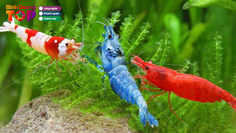 Top-5-dia-chi-mua-tep-kieng-tai-binh-duong-dep-re-khoe-manh-binhduongtoplist