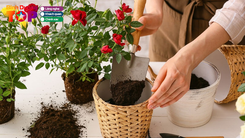 10-dia-chi-ban-chau-trong-hoa-o-binh-duong-ben-nhieu-kich-thuoc-binhduongtoplist