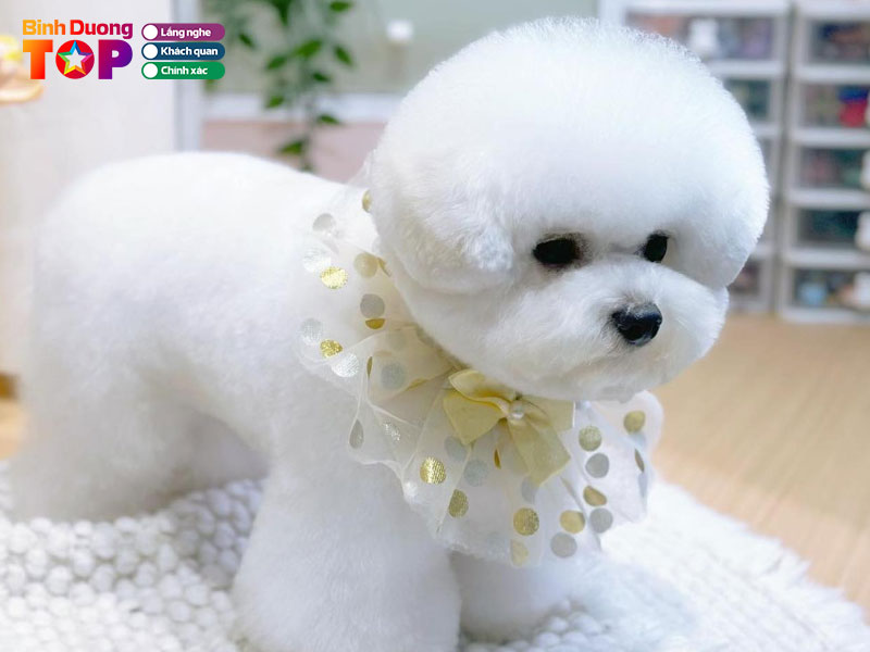 Mimi-pet-shop-1-binhduongtoplist