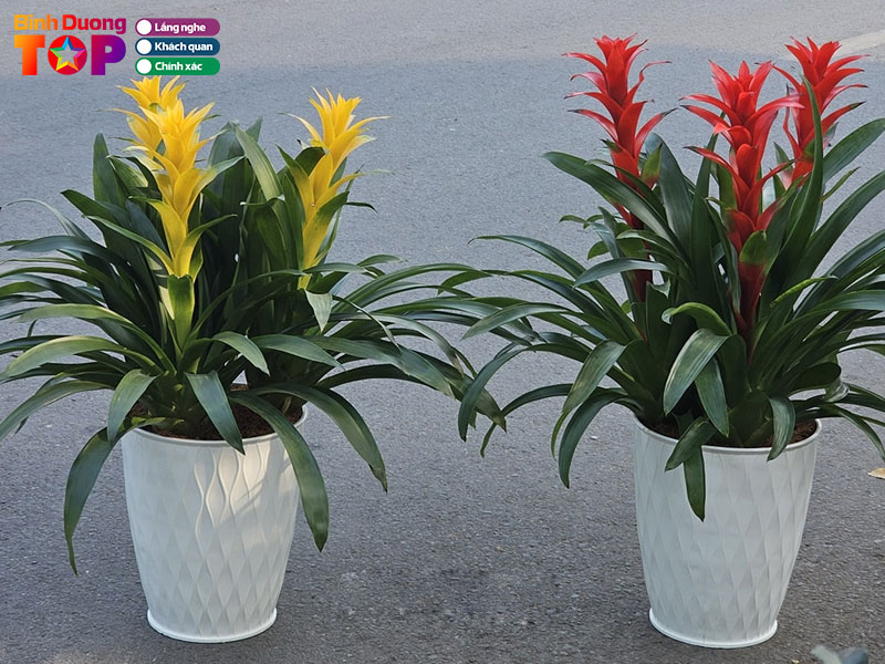 Minh-han-garden-binhduongtoplist