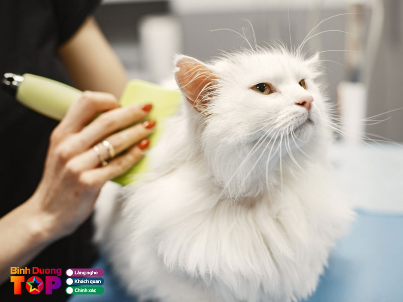 Pet-thu-dau-mot-1-binhduongtoplist