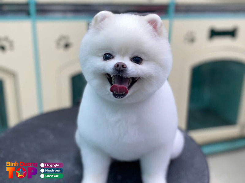 Thu-y-ca-ca-pet-1-binhduongtoplist