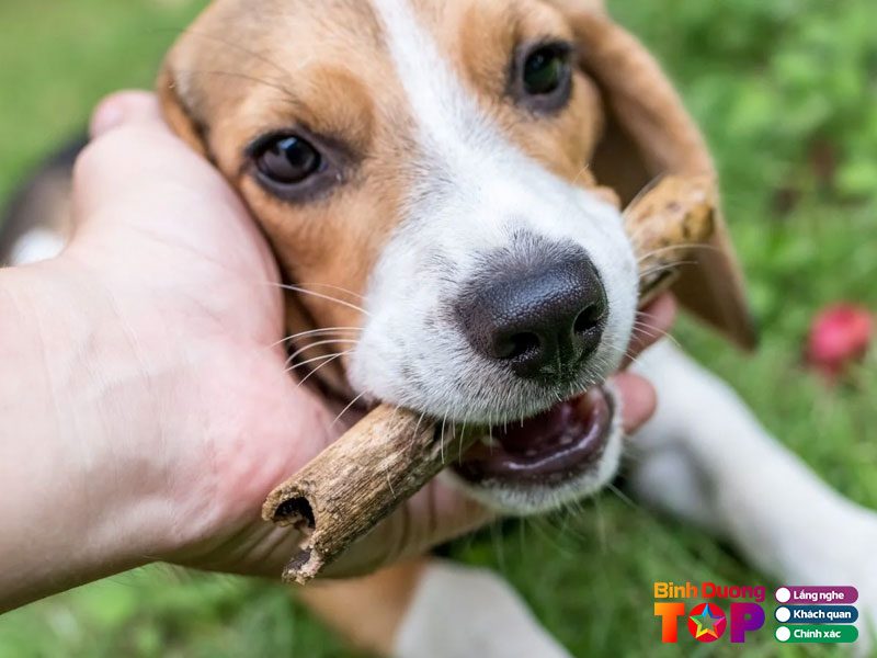 Trung-tam-huan-luyen-cho-canh-ve-binhduongtoplist