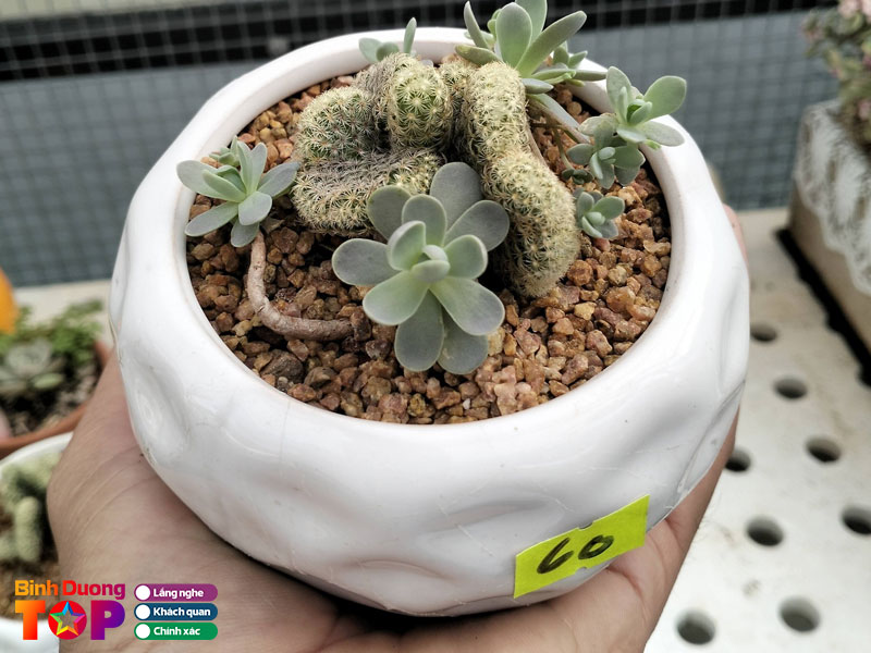 Vuon-sen-da-thu-dau-mot-binhduongtoplist