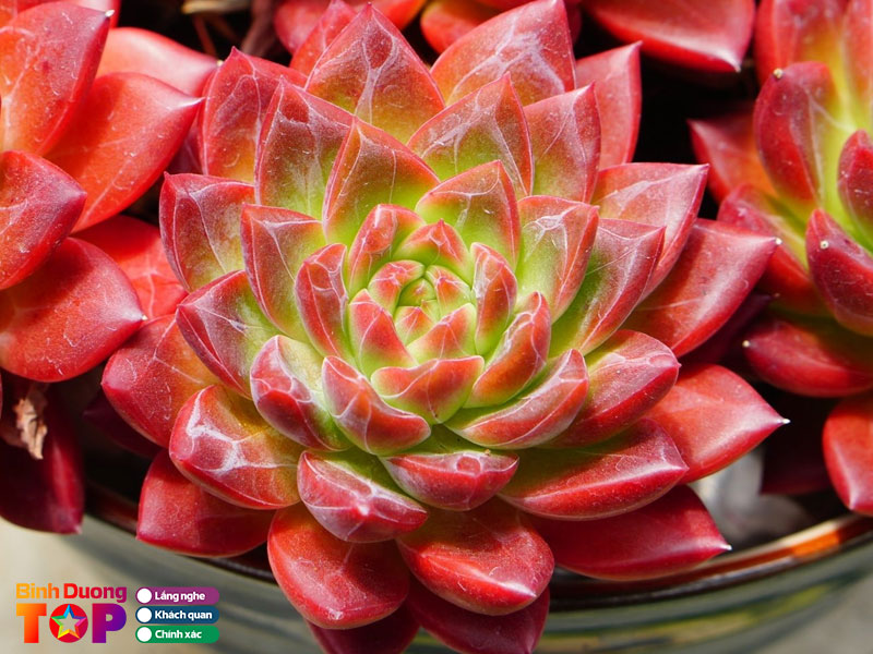 Sen-da-xuong-rong-tuong-binh-hiep-binhduongtoplist