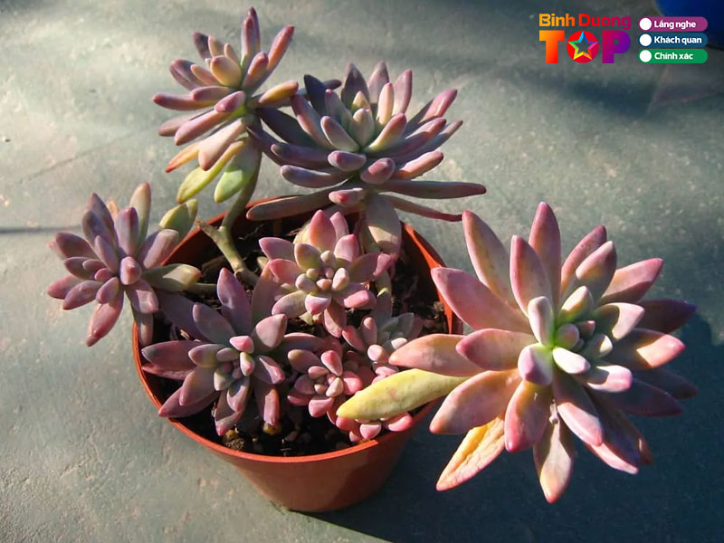 Shop-vuon-sen-nho-sen-da-binhduongtoplist