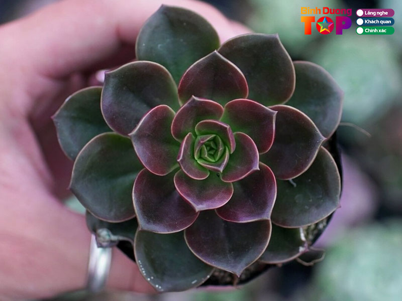 Vuon-sen-da-thu-dau-mot-1-binhduongtoplist