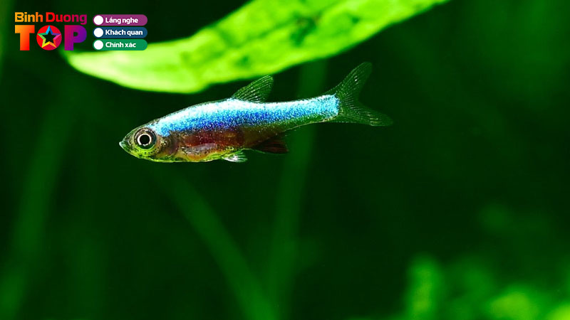 5-dia-chi-ban-ca-tram-tai-binh-duong-dep-khoe-thich-nghi-tot-binhduongtoplist