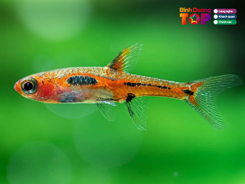 Aqua-binh-duong-3-binhduongtoplist