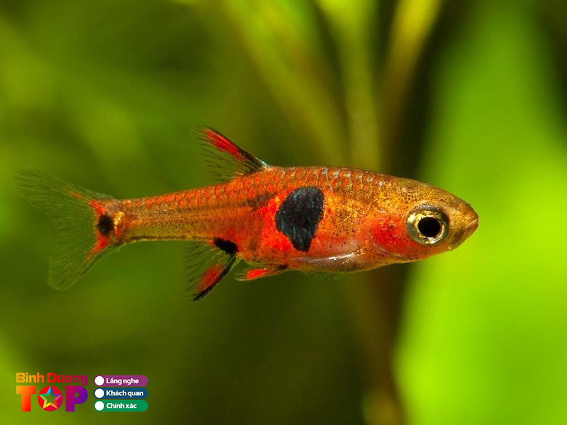 Ca-canh-truong-tuan-1-binhduongtoplist