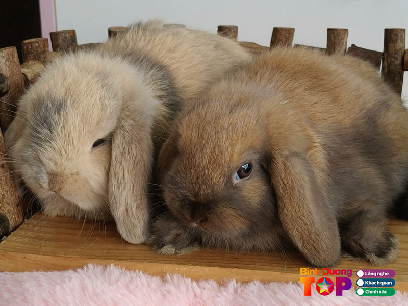 Pet-xinh-binhduongtoplist