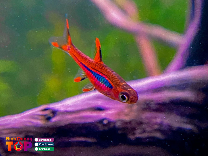 Thuy-sinh-24-1-binhduongtoplist