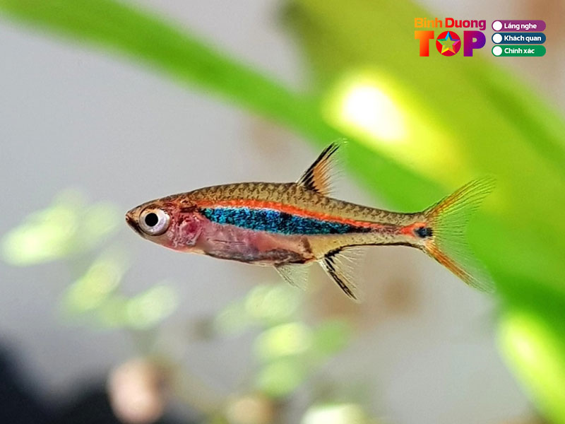 Thuy-sinh-coaaquatics-1-binhduongtoplist