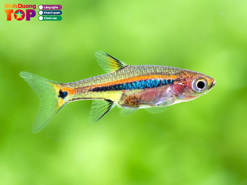 Thuy-sinh-lake-aquatic-binhduongtoplist