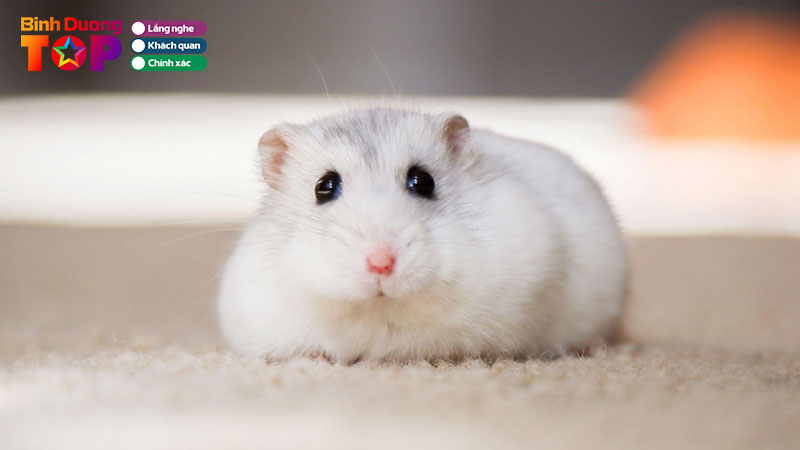 8-shop-ban-chuot-hamster-o-binh-duong-khoe-manh-de-cham-binhduongtoplist