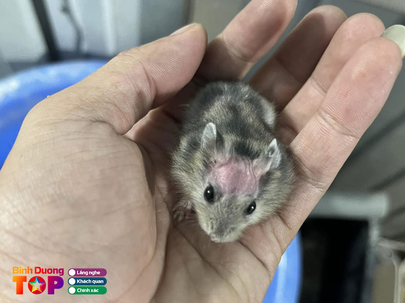 Ca-canh-va-chuot-hamster-huynh-tien-binhduongtoplist