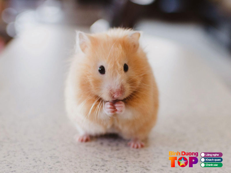 Chuot-hamster-cho-binh-duong-binhduongtoplist