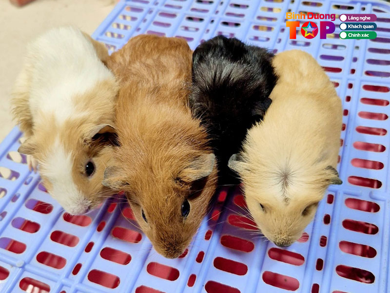 Chuot-hamster-tuan-linh-binhduongtoplist