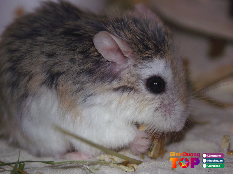 Hamster-xin-binhduongtoplist