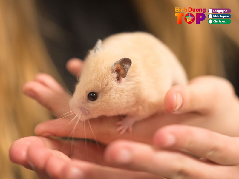 Hang-gau-u-petshop-binhduongtoplist