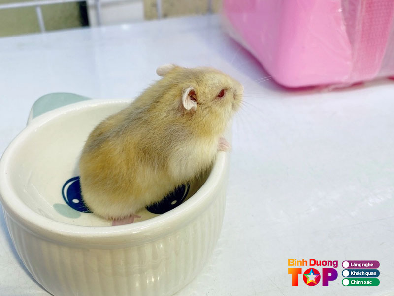 Shop-chuot-hamster-chi-kiet-binhduongtoplist