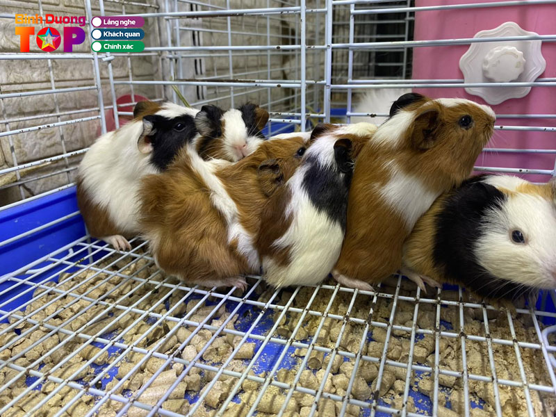 Shop-hamster-nha-minh-binhduongtoplist