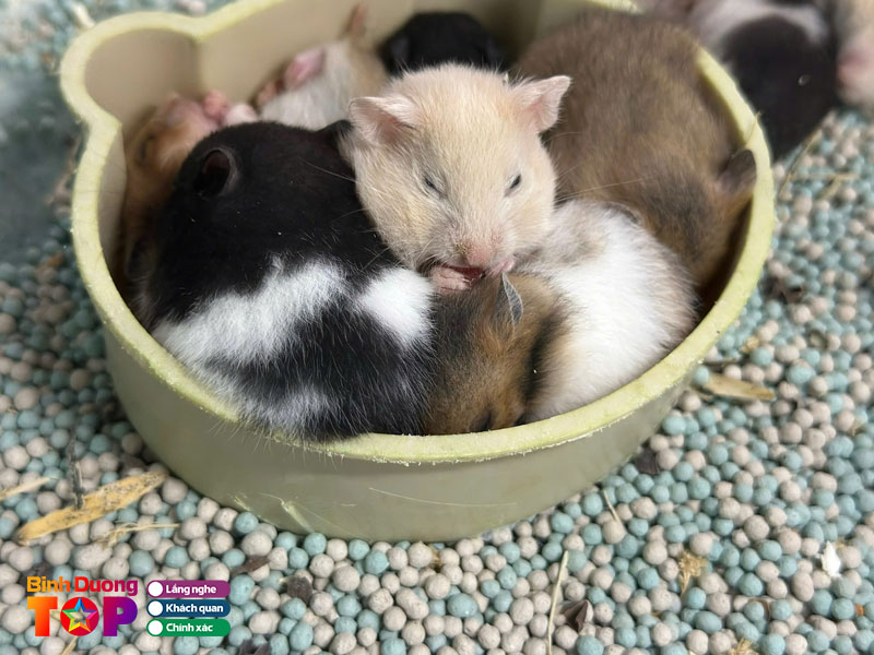 Tl-petshop-binhduongtoplist